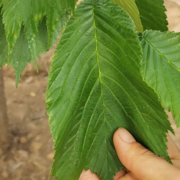 裂叶榆