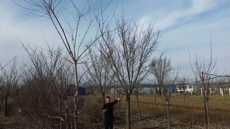 裂叶榆