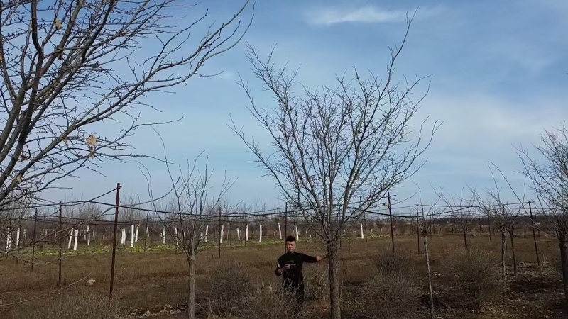 裂叶榆