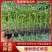 西红柿苗，硬粉番茄苗，耐低温，抗病毒，大果型硬粉