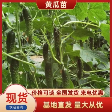 大刺旱黄瓜苗，强雌黄瓜苗连续座果力强，产量高