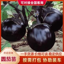 圆茄苗万吨紫冠茄黑皮油亮早熟大果型基地品种