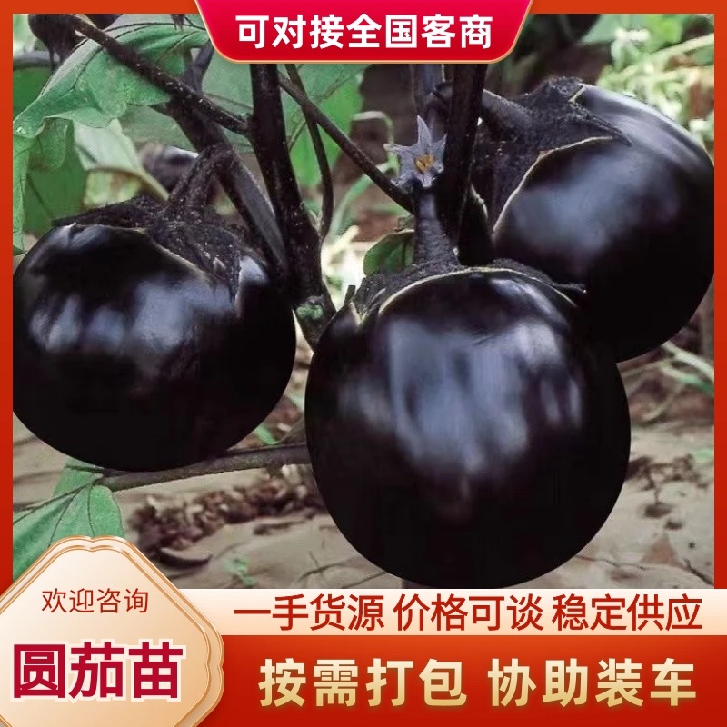 圆茄苗万吨紫冠茄黑皮油亮早熟大果型基地品种