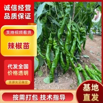 螺丝椒苗，品种纯正，货量大规格齐全，成活率高，免费技术指导