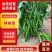 螺丝椒苗，品种纯正，货量大规格齐全，成活率高，免费技术指导