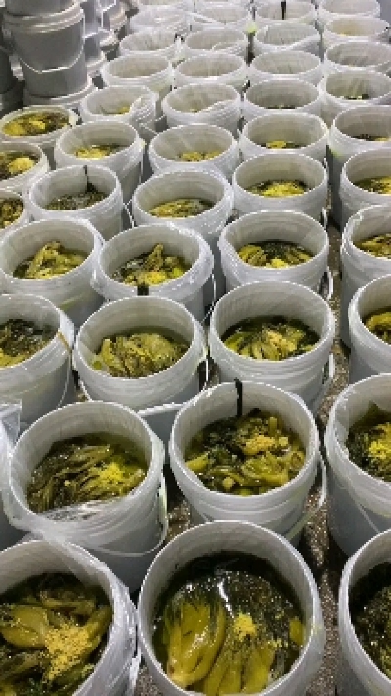 【腌芥菜】酸菜批发