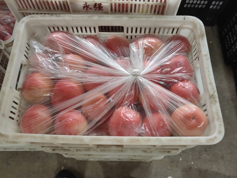 精品口感西红柿