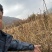【热卖推荐】刺嫩芽苗保质保量产地直销欢迎各大老板采购