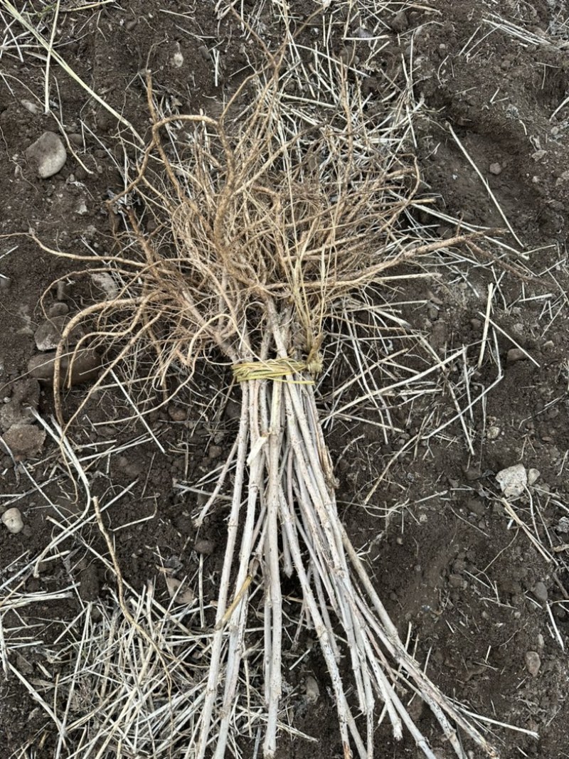 【热卖推荐】刺嫩芽苗保质保量产地直销欢迎各大老板采购