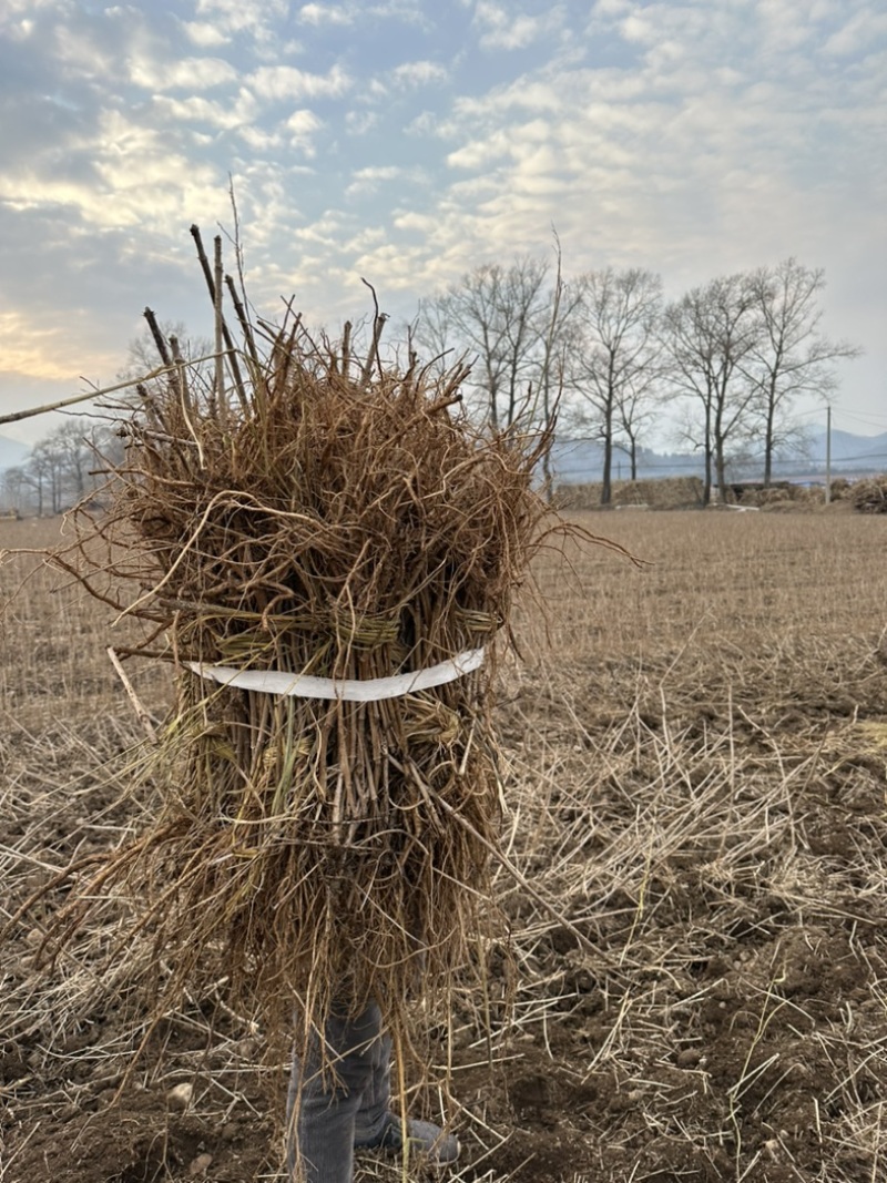 【热卖推荐】刺嫩芽苗保质保量产地直销欢迎各大老板采购