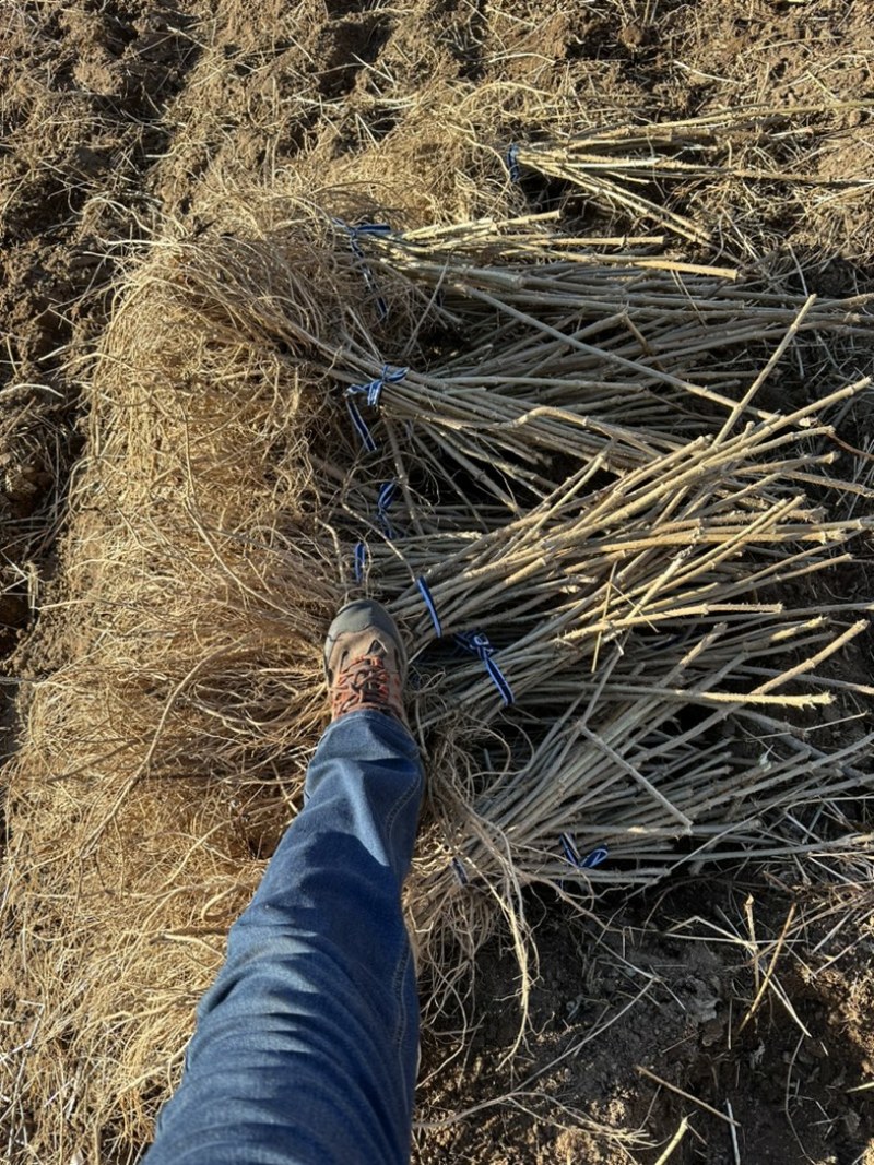 【热卖推荐】刺嫩芽苗保质保量产地直销欢迎各大老板采购