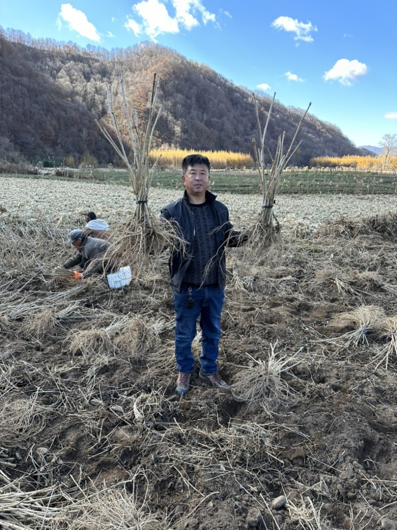 【热卖推荐】刺嫩芽苗保质保量产地直销欢迎各大老板采购