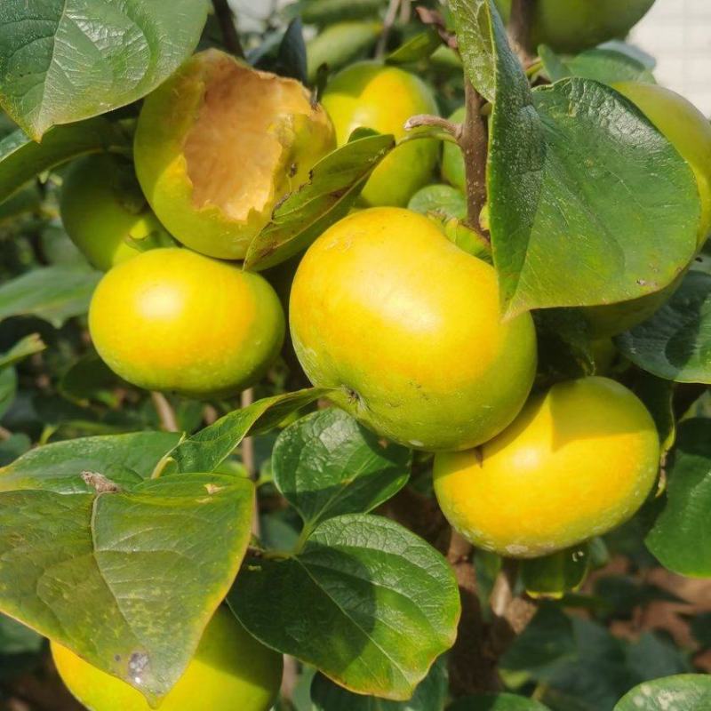 太秋甜柿苗柿子苗广西太秋甜柿苗柿子嫁接苗