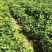 辽宁精品种苗蒙古苗辽东栎苗保质保量产地直销