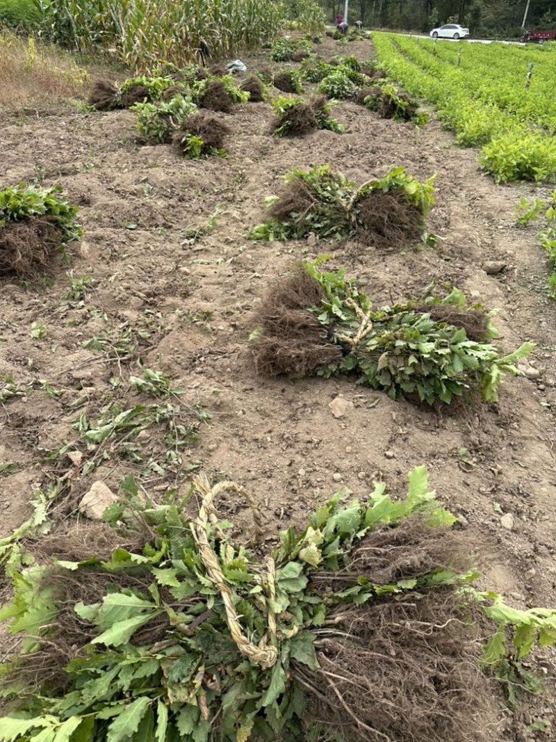 辽宁精品种苗蒙古苗辽东栎苗保质保量产地直销