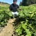 辽宁精品种苗蒙古苗辽东栎苗保质保量产地直销