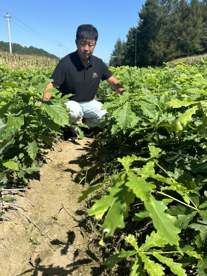 辽宁精品种苗蒙古苗辽东栎苗保质保量产地直销