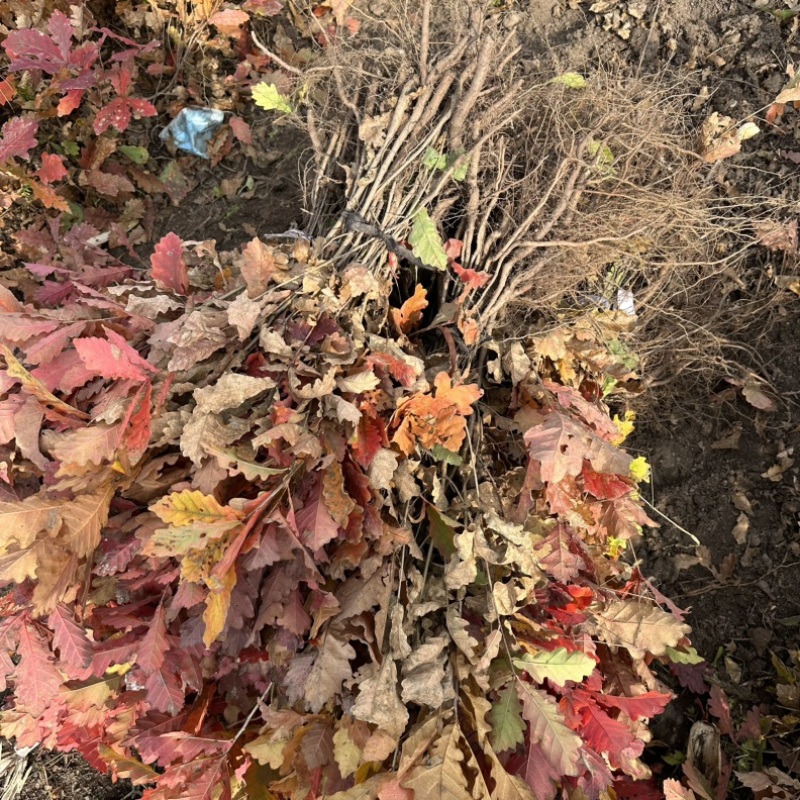辽宁精品种苗蒙古苗辽东栎苗保质保量产地直销