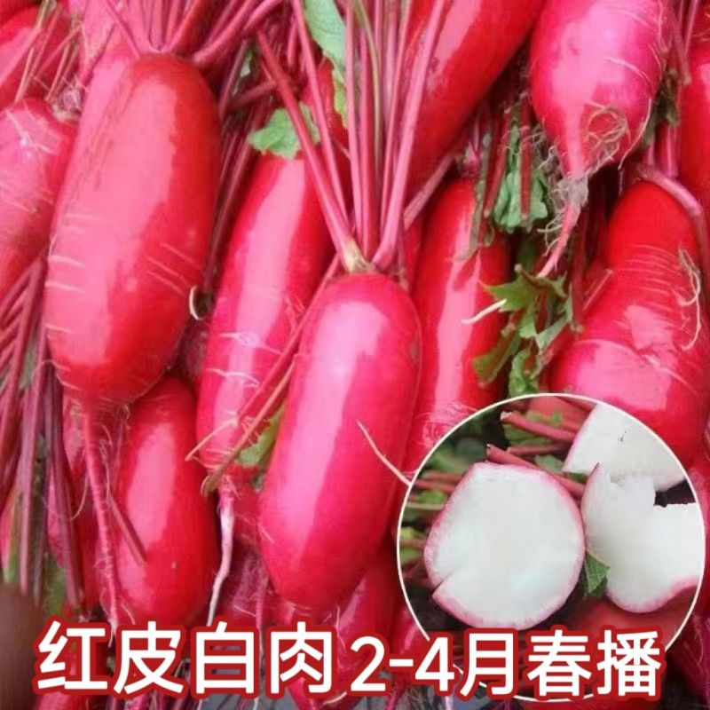 山东红皮水萝卜春萝卜大量供应，对接电商市场一条龙服务可代