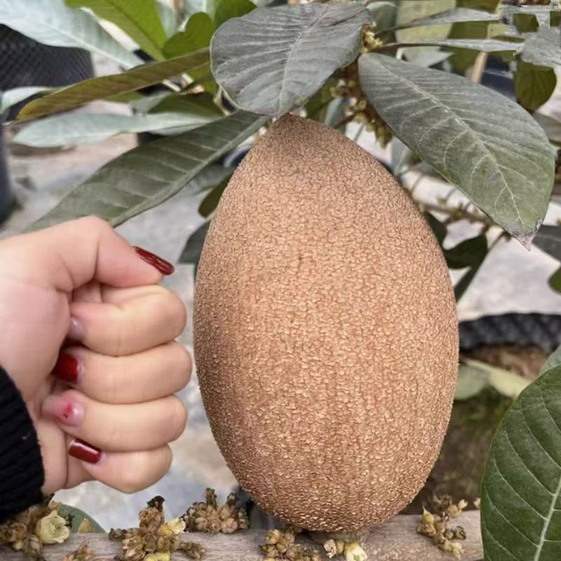 新品种嫁接苗马加纳妈咪果树苗适合南北方盆栽庭院当年结果