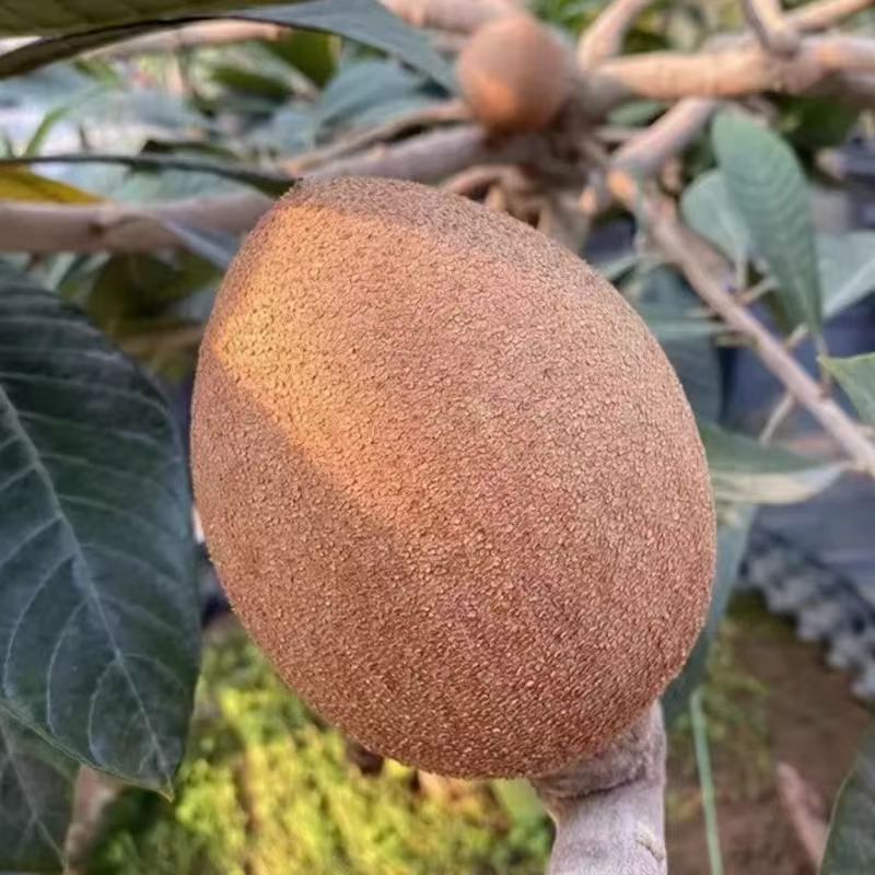 新品种嫁接苗马加纳妈咪果树苗适合南北方盆栽庭院当年结果