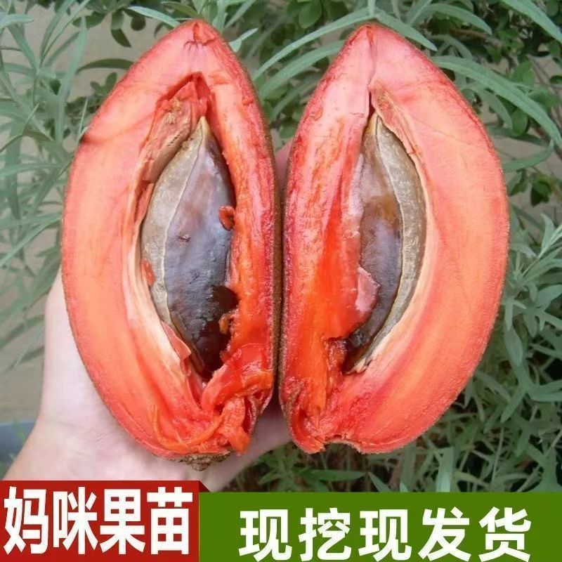 新品种嫁接苗马加纳妈咪果树苗适合南北方盆栽庭院当年结果