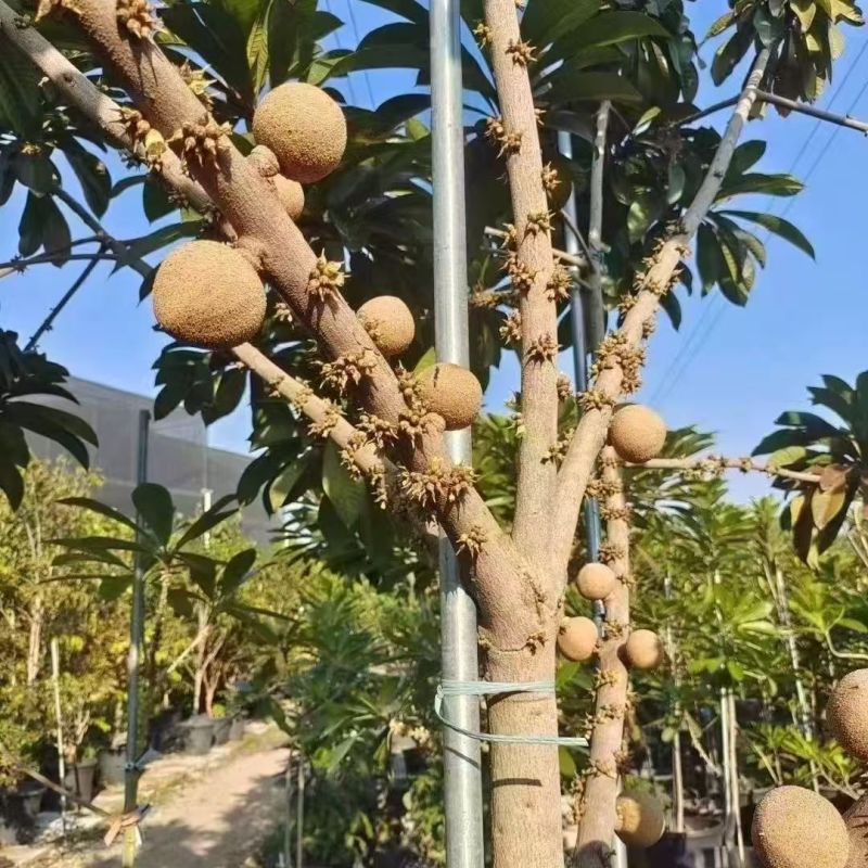 新品种嫁接苗马加纳妈咪果树苗适合南北方盆栽庭院当年结果