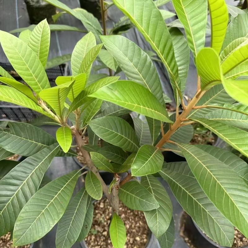 新品种嫁接苗马加纳妈咪果树苗适合南北方盆栽庭院当年结果