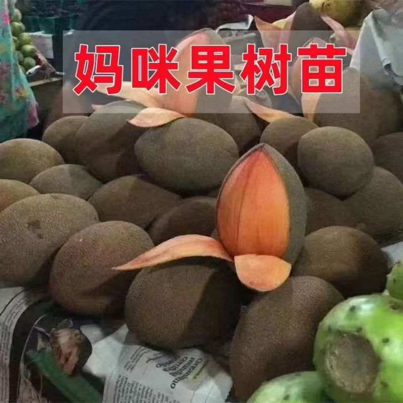 新品种嫁接苗马加纳妈咪果树苗适合南北方盆栽庭院当年结果
