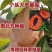 新品种嫁接苗马加纳妈咪果树苗适合南北方盆栽庭院当年结果