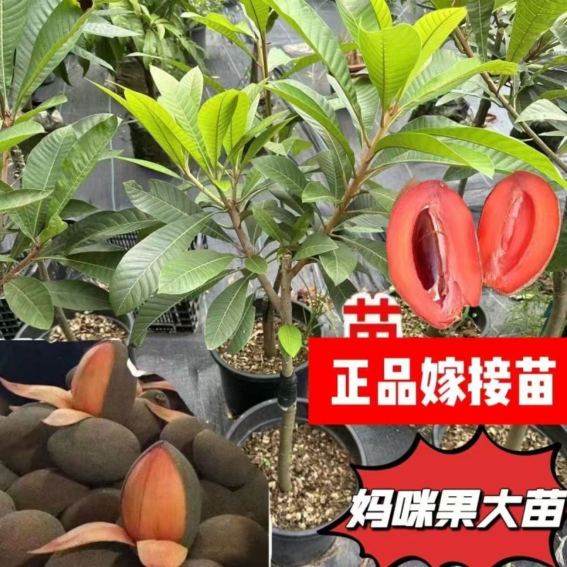 新品种嫁接苗马加纳妈咪果树苗适合南北方盆栽庭院当年结果