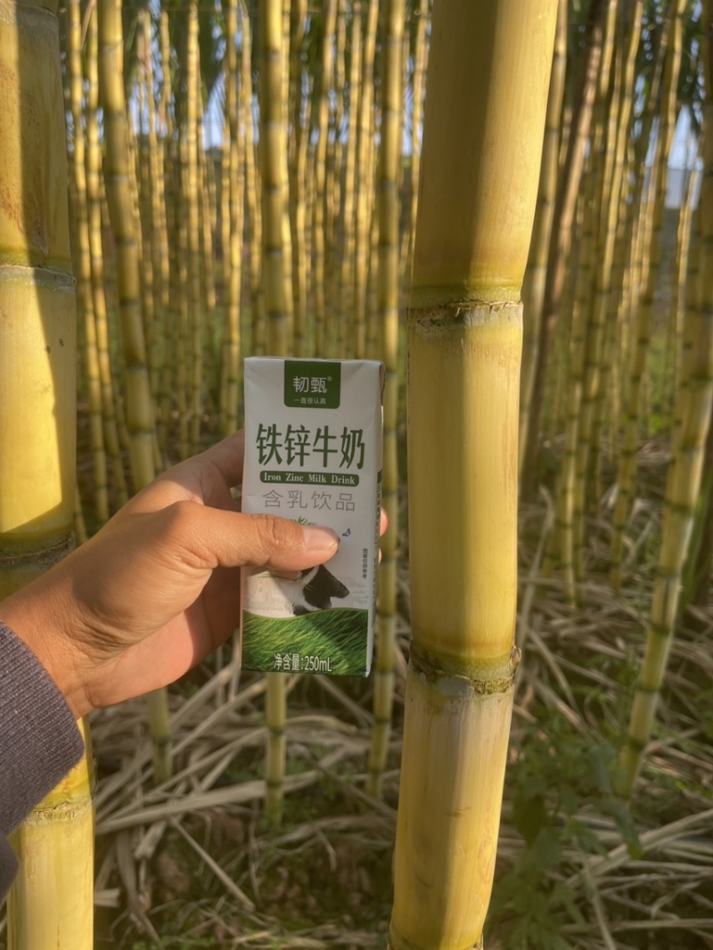 云南脆皮绿色甘蔗喜欢老板来看看货量充足需要老板联系我