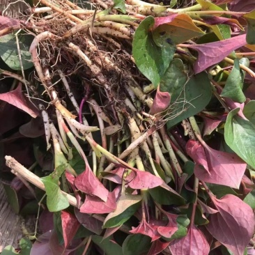 重庆野生折耳根电商一件，货源稳定