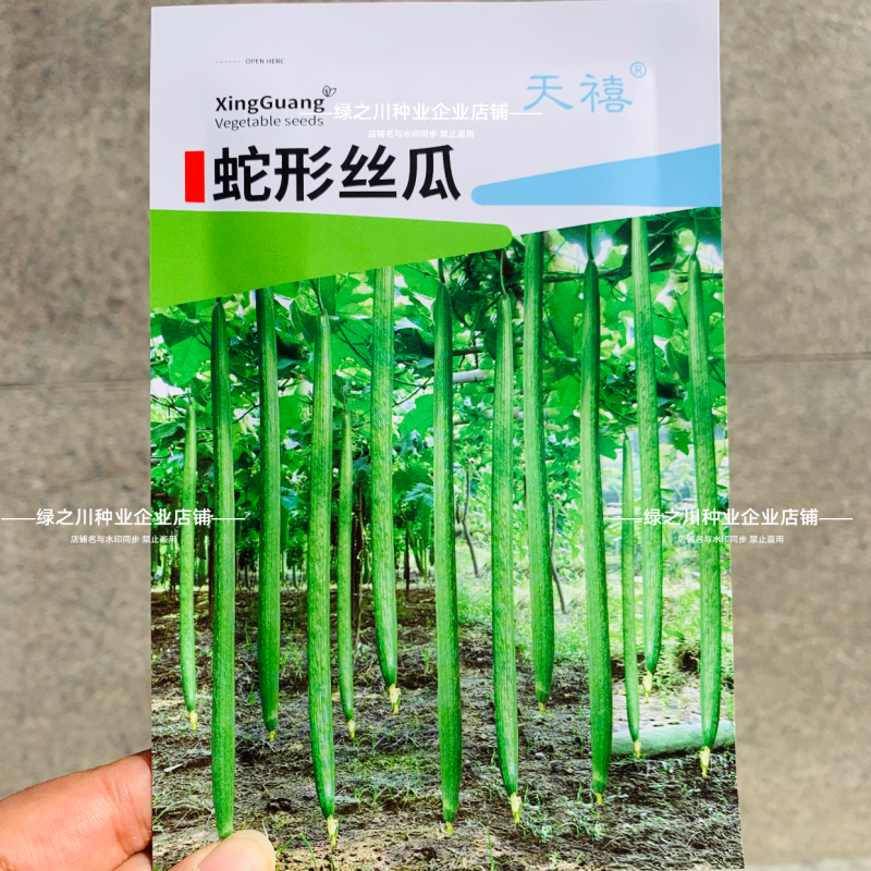 特长蛇形丝瓜种子抗病南北方农家庭院爬藤蔬菜种籽耐热长丝瓜