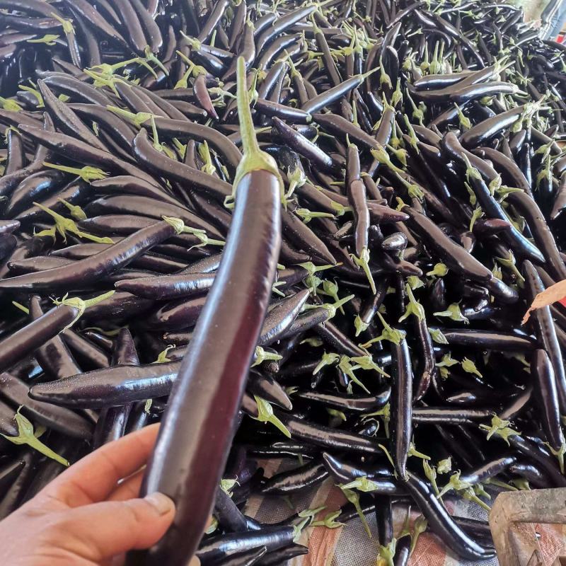 黑长茄云南长茄，产地一手货源，可视频看货，代发全国