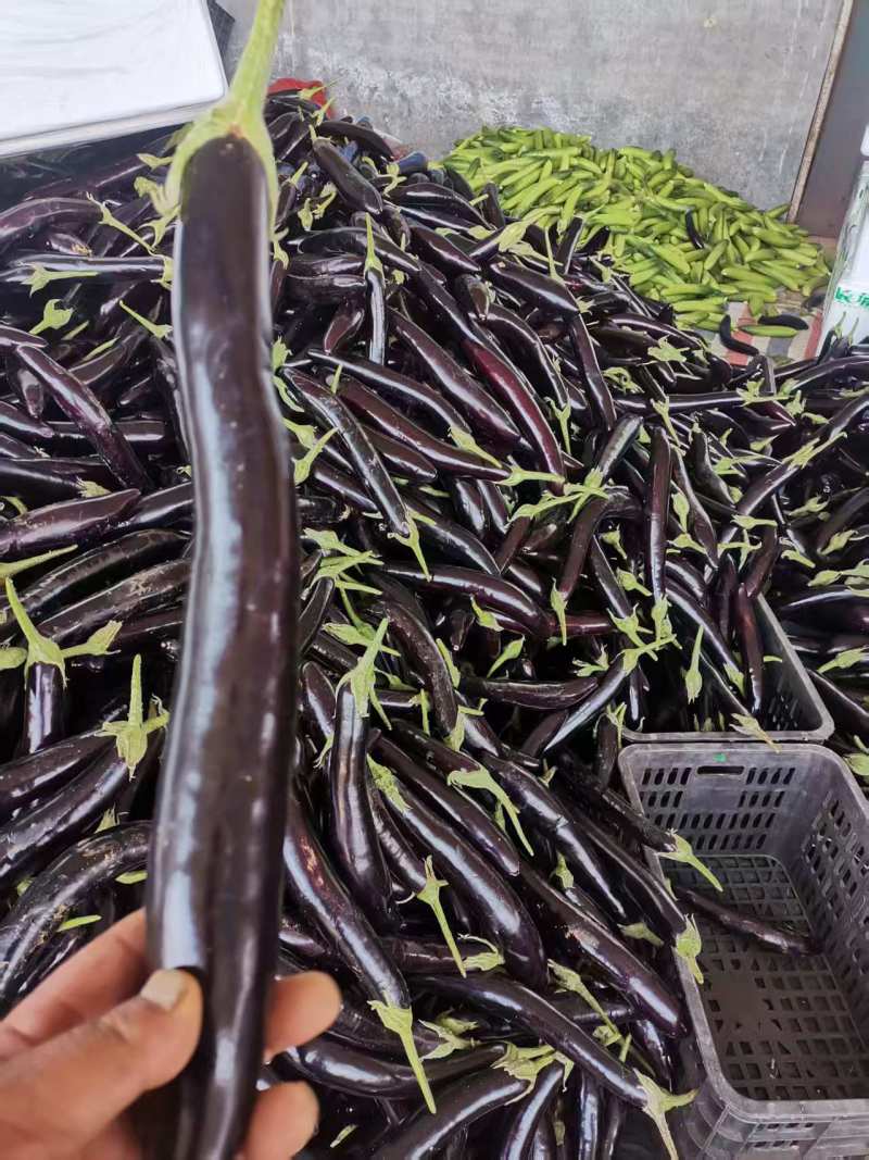 黑长茄云南长茄，产地一手货源，可视频看货，代发全国