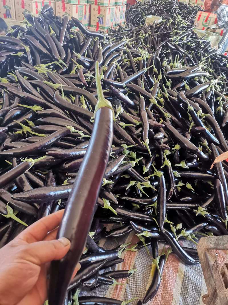 黑长茄云南长茄，产地一手货源，可视频看货，代发全国