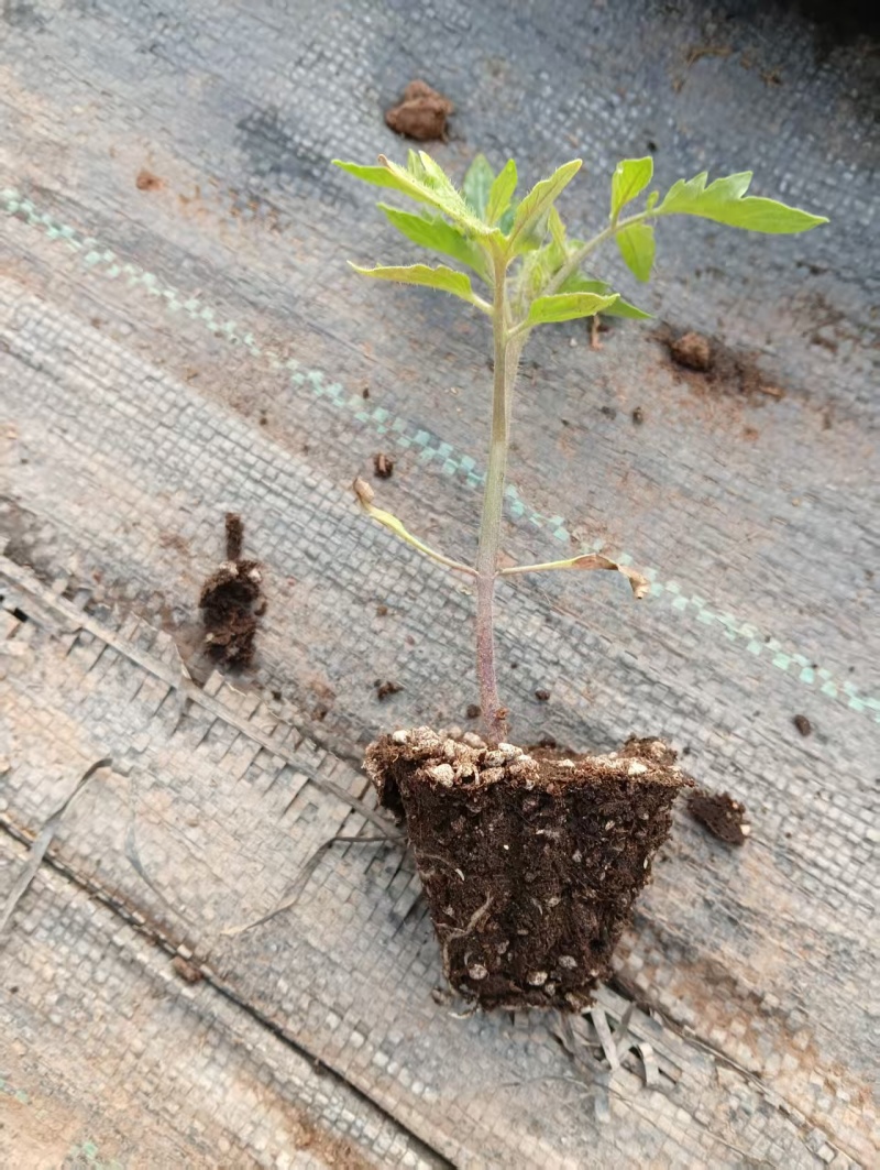精品西红柿苗/番茄苗货源充足规格齐全欢迎咨询
