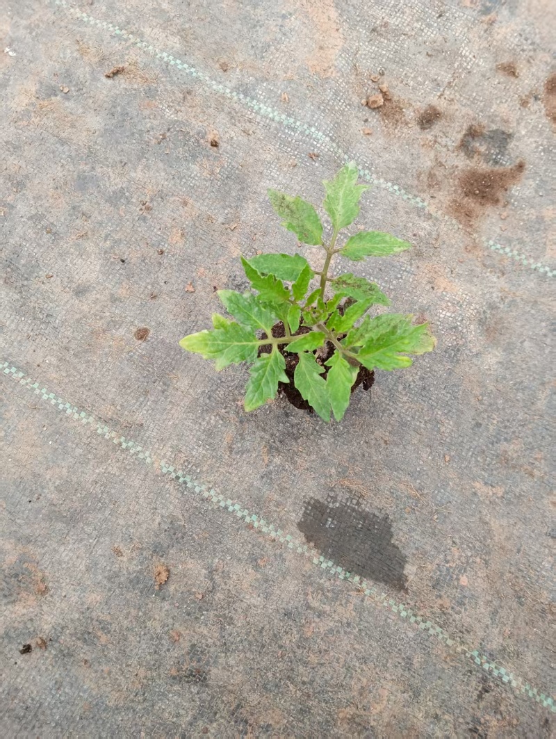 精品西红柿苗/番茄苗货源充足规格齐全欢迎咨询