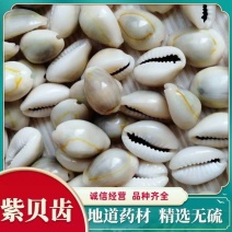 云南中药材贝齿包邮
