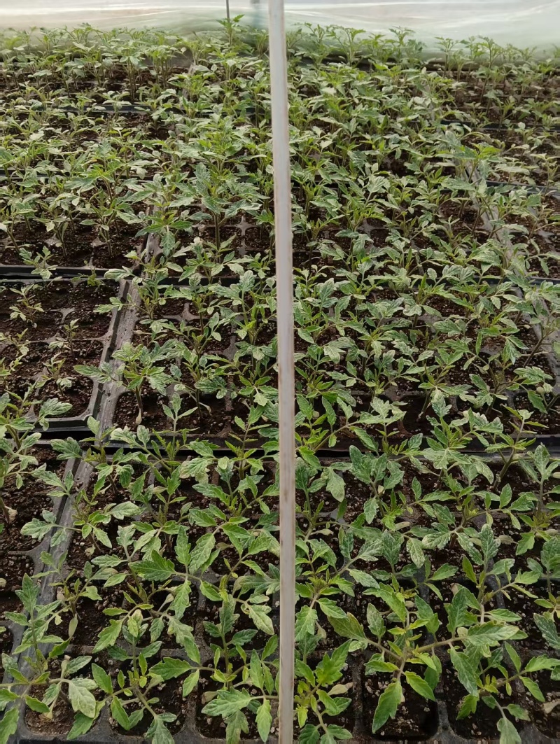 精品西红柿苗/番茄苗货源充足规格齐全欢迎咨询