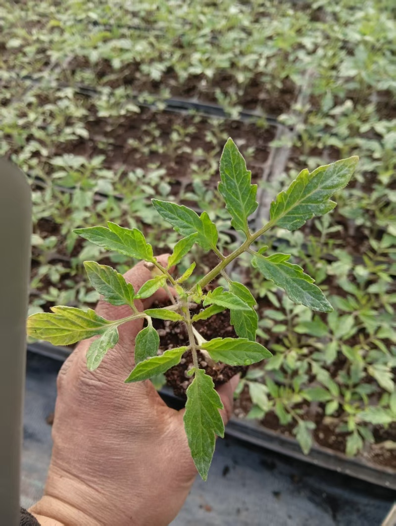 精品西红柿苗/番茄苗货源充足规格齐全欢迎咨询