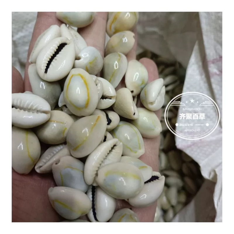 云南中药材贝齿包邮
