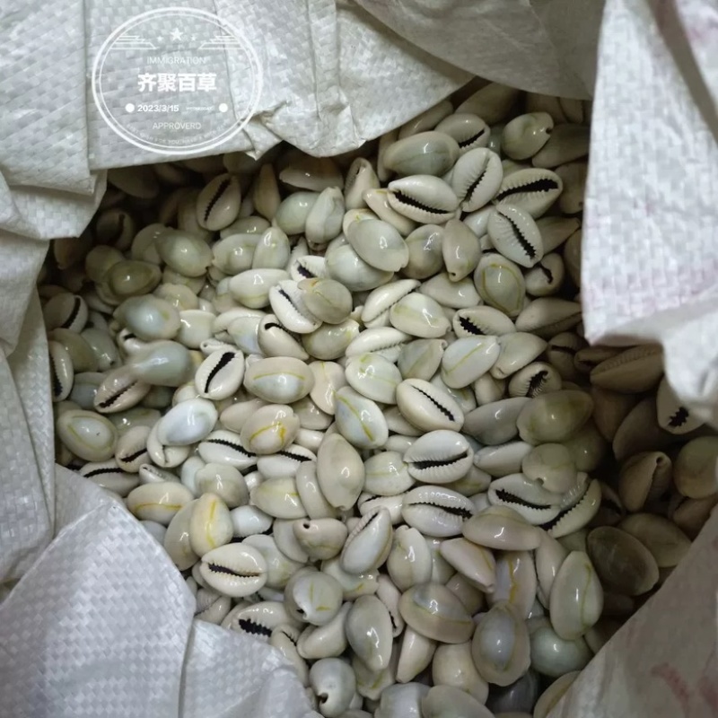 云南中药材贝齿包邮