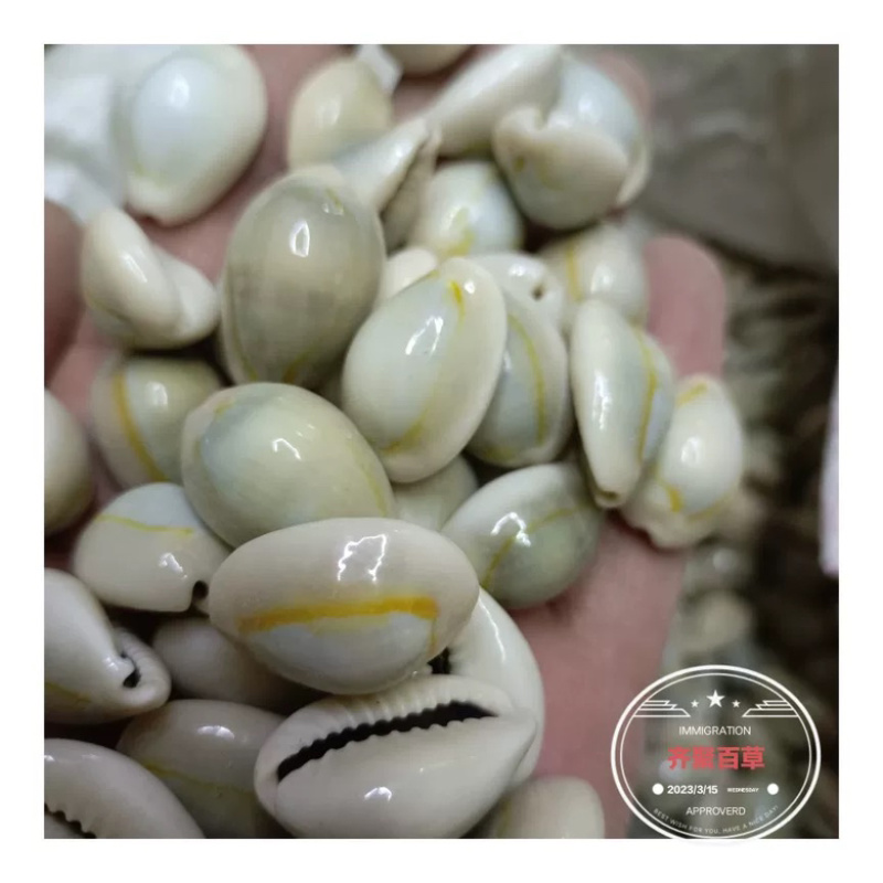云南中药材贝齿包邮