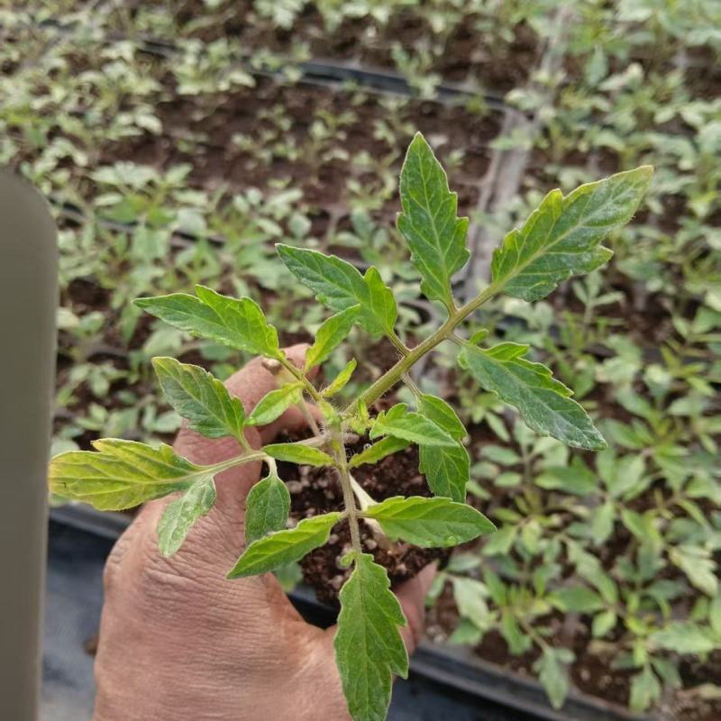 精品西红柿苗/番茄苗货源充足规格齐全欢迎咨询