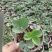 精品草莓苗品种规格齐全一手货源质量保证量大从优欢迎咨询