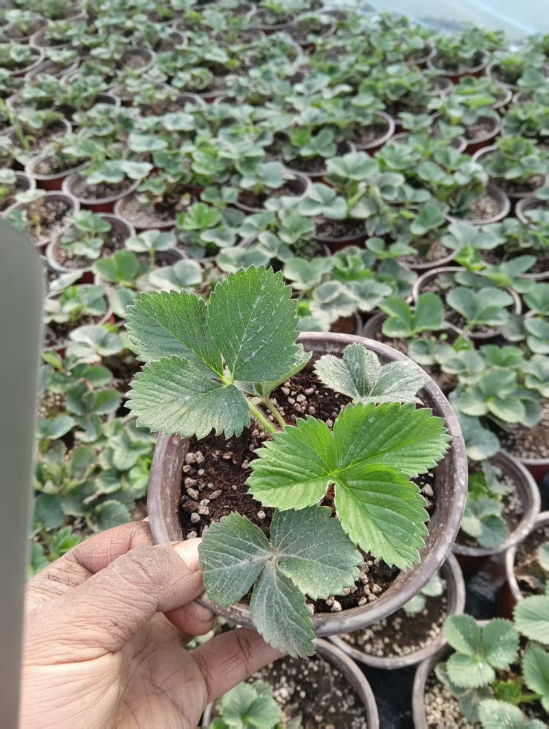 精品草莓苗品种规格齐全一手货源质量保证量大从优欢迎咨询