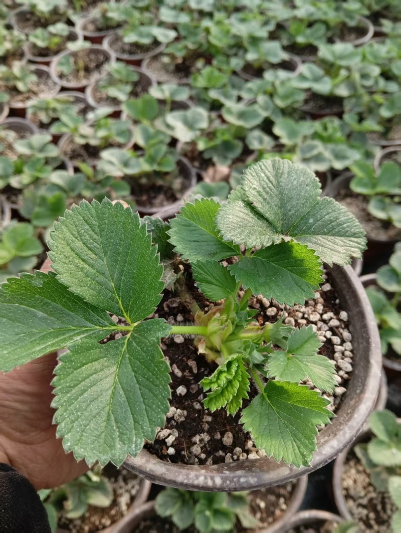 精品草莓苗品种规格齐全一手货源质量保证量大从优欢迎咨询