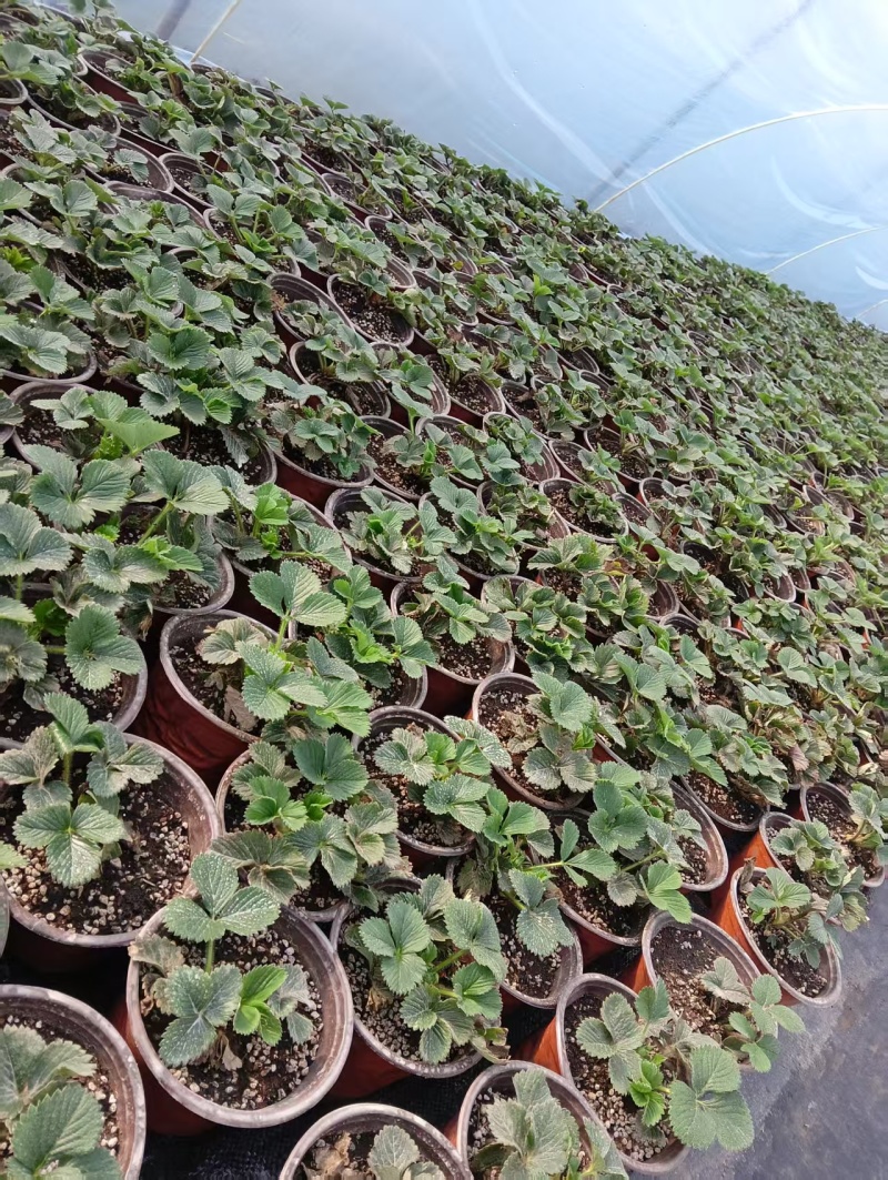 精品草莓苗品种规格齐全一手货源质量保证量大从优欢迎咨询